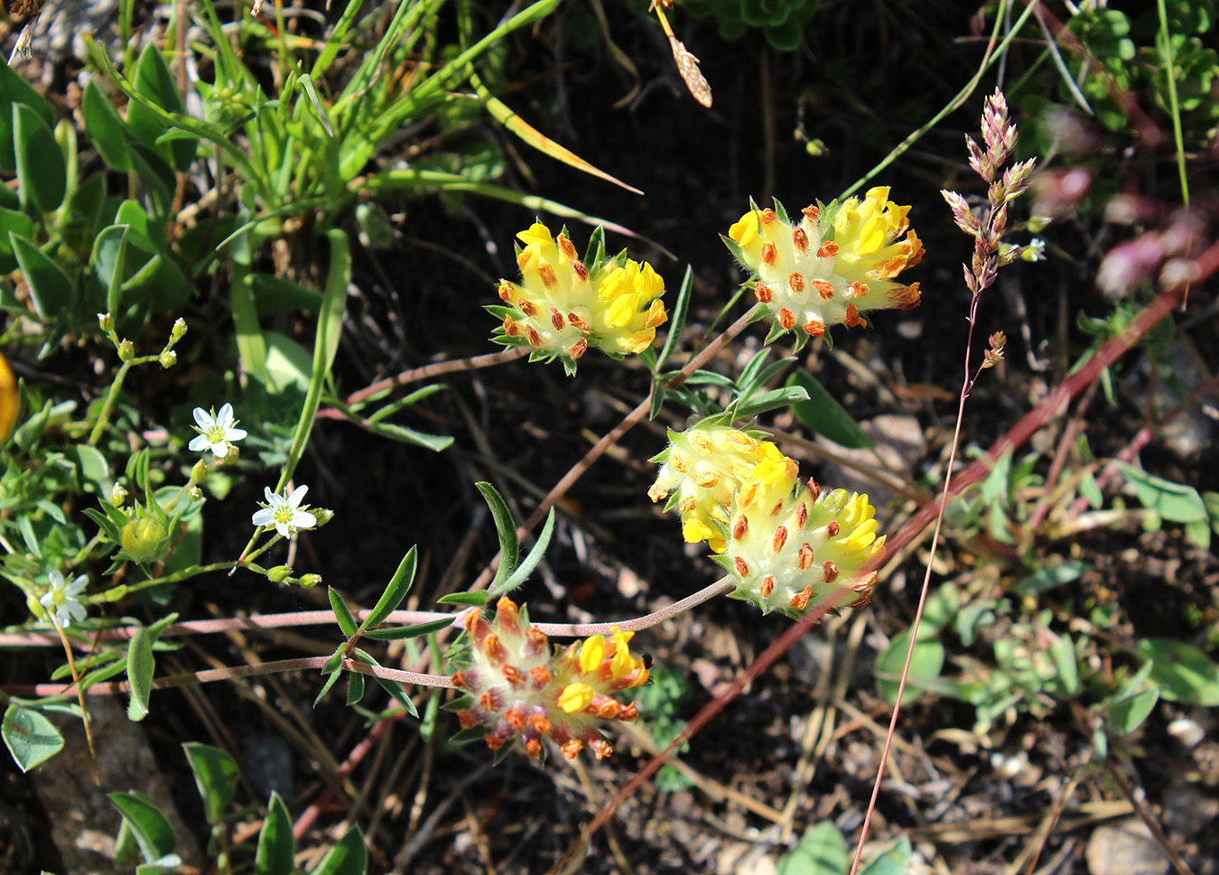 Image of Anthyllis lachnophora specimen.