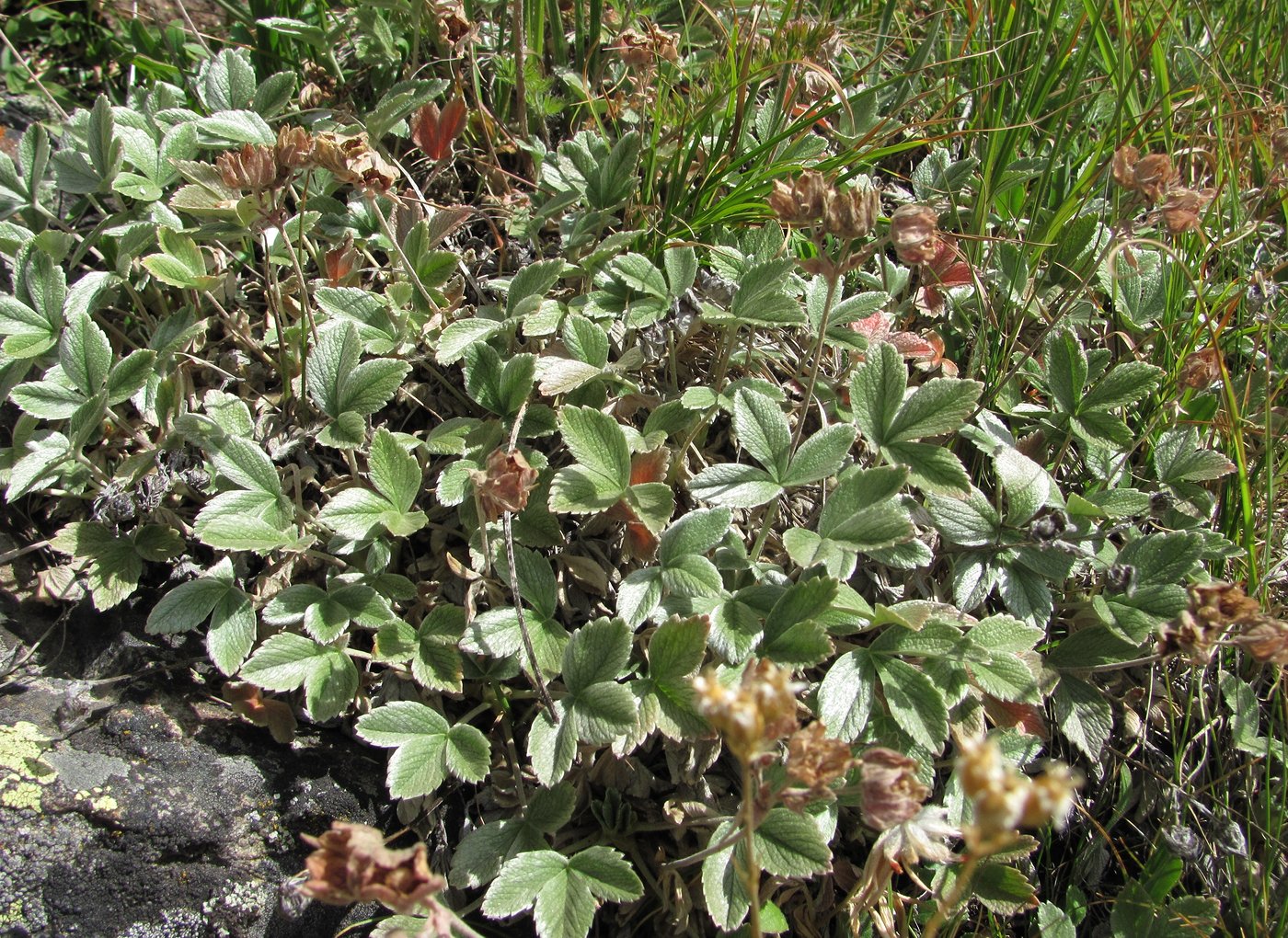 Изображение особи Potentilla divina.