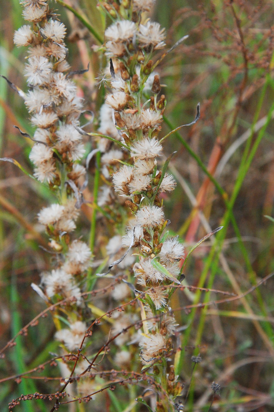 Image of Omalotheca sylvatica specimen.