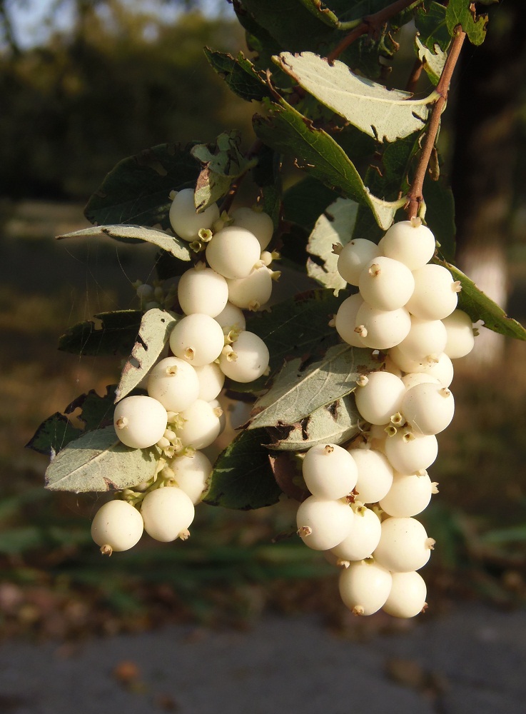 Изображение особи Symphoricarpos albus var. laevigatus.