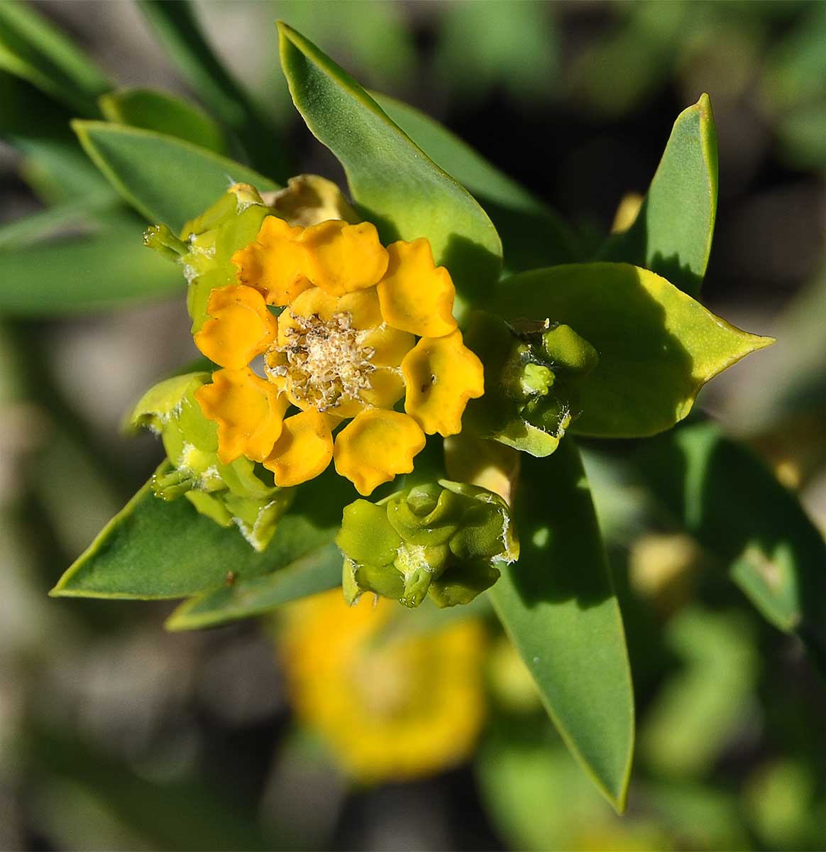 Image of Euphorbia mauritanica specimen.