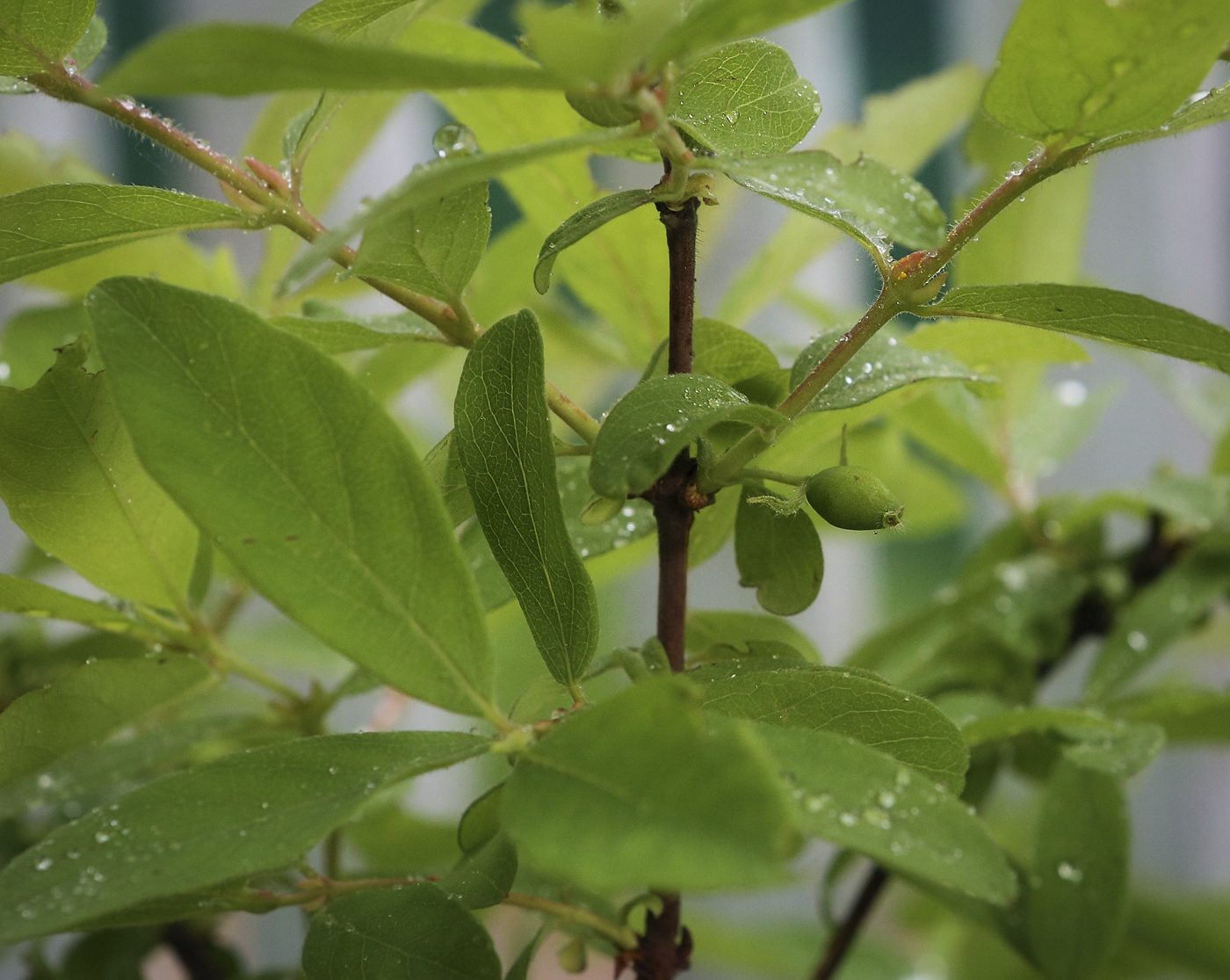 Изображение особи Lonicera edulis.