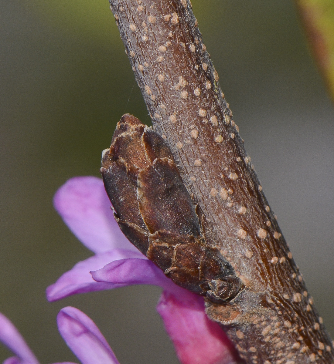 Image of Cercis siliquastrum specimen.