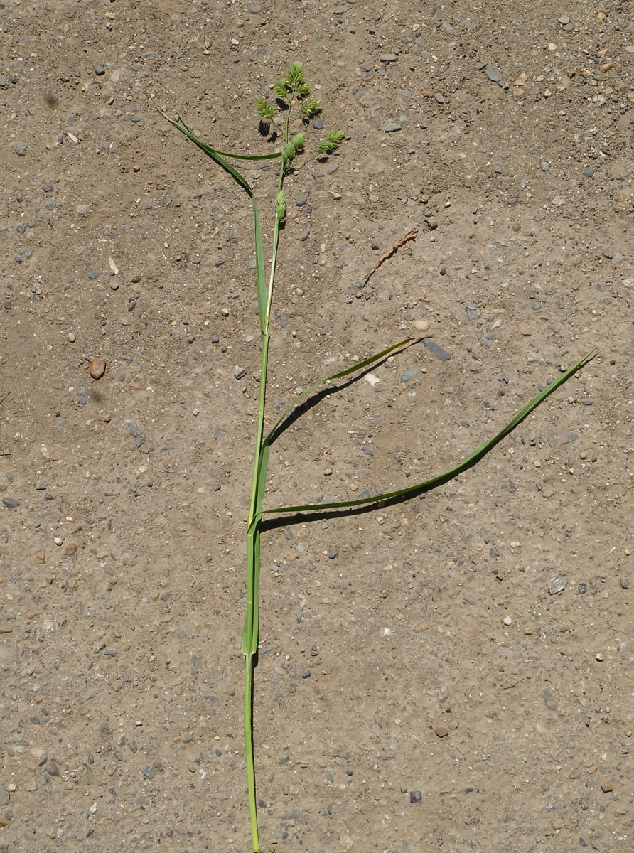 Image of Dactylis glomerata specimen.