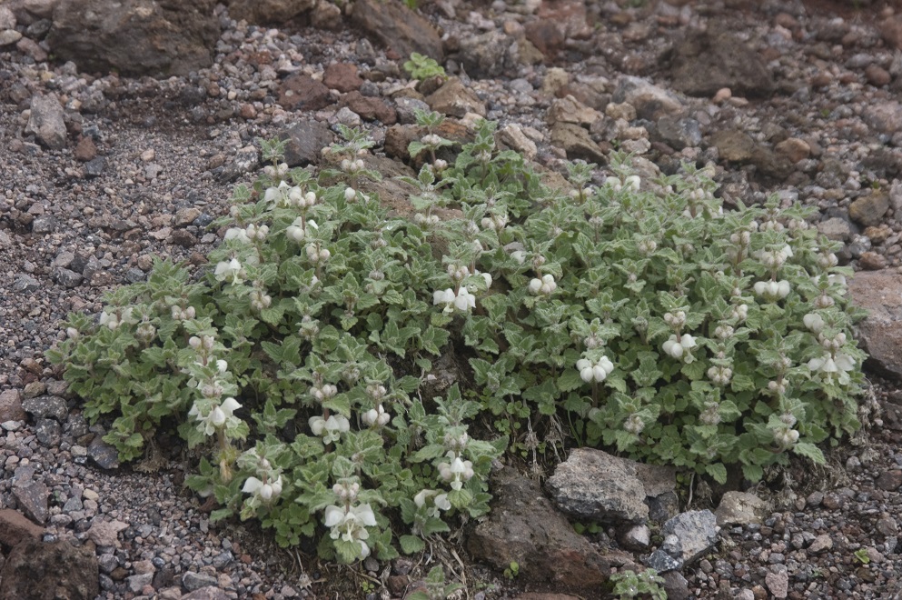 Изображение особи Lamium tomentosum.