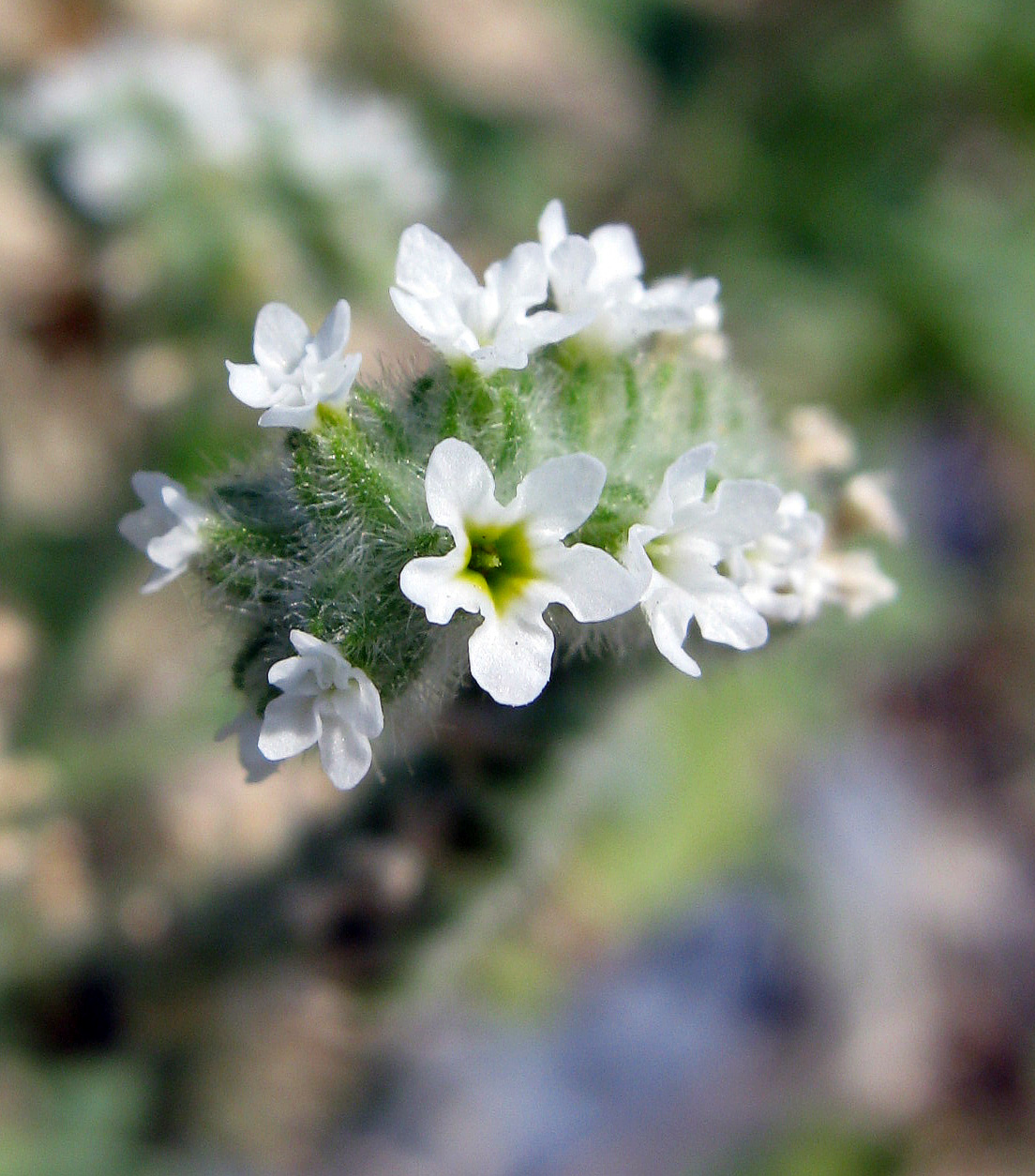 Image of Heliotropium europaeum specimen.