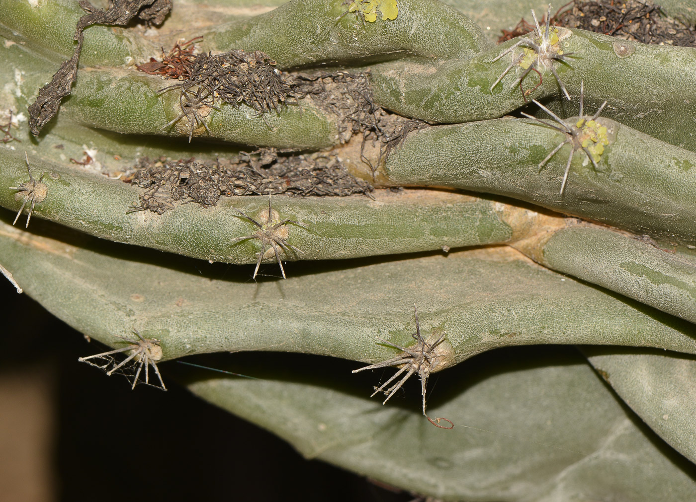 Image of Cereus peruvianus var. monstrosus specimen.