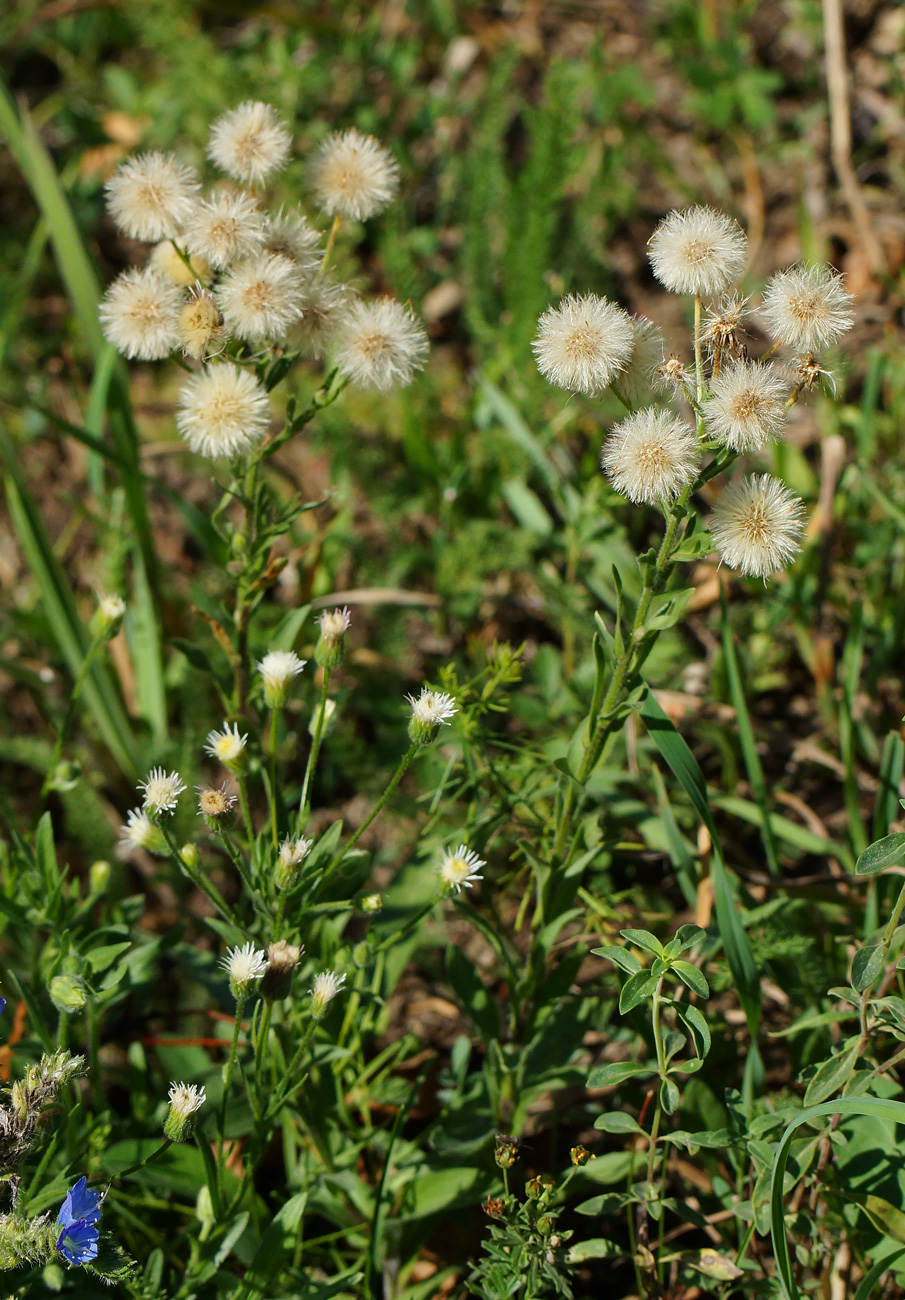 Image of Erigeron acris specimen.