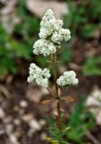 Galium boreale. Верхушка побега с соцветием. Тульская обл., Алексинский р-н, долина р. Вашана, каменистый сухой склон. 12.06.2018.