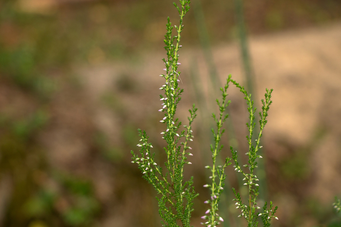 Изображение особи Calluna vulgaris.