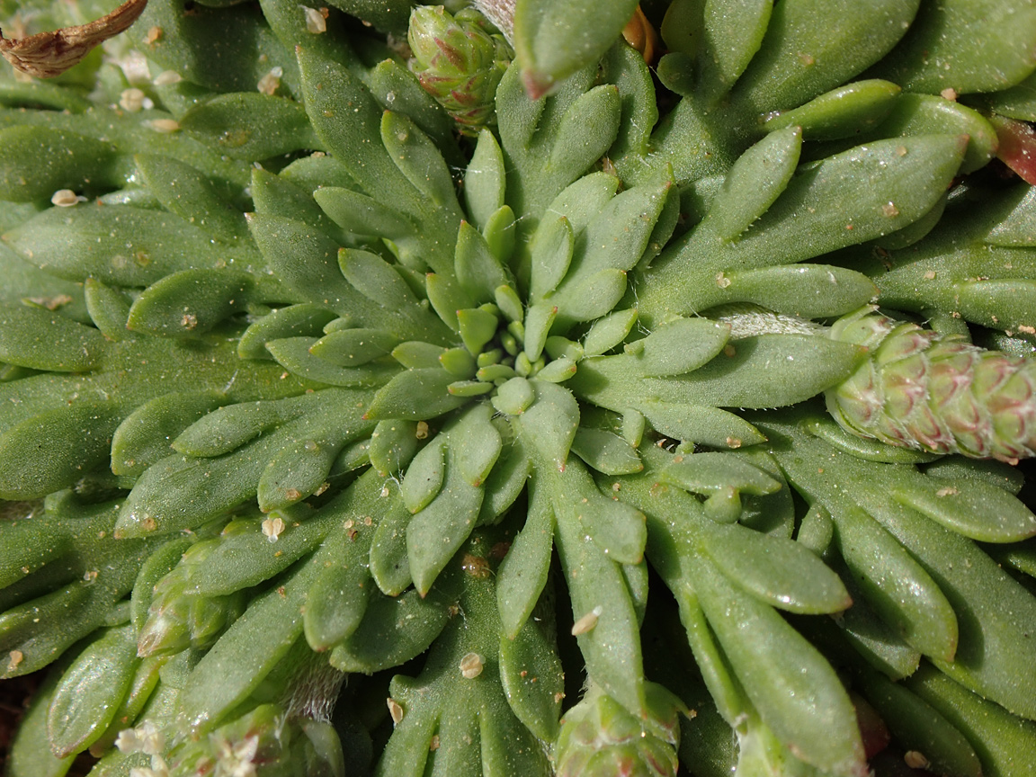 Image of Plantago weldenii specimen.