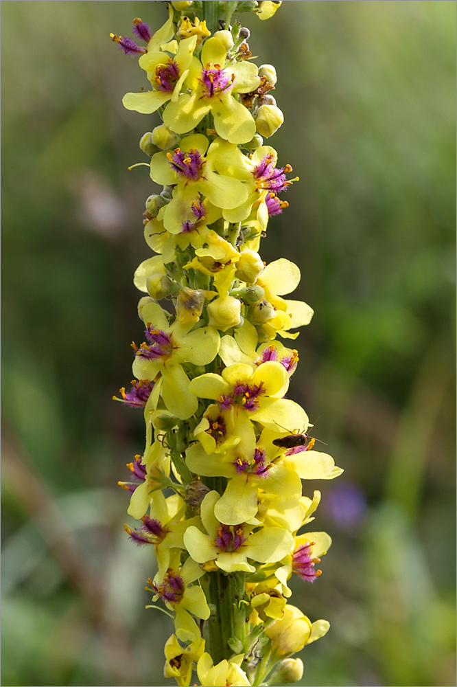 Изображение особи Verbascum nigrum.