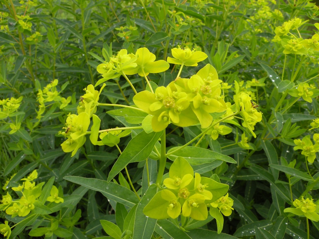 Image of Euphorbia semivillosa specimen.