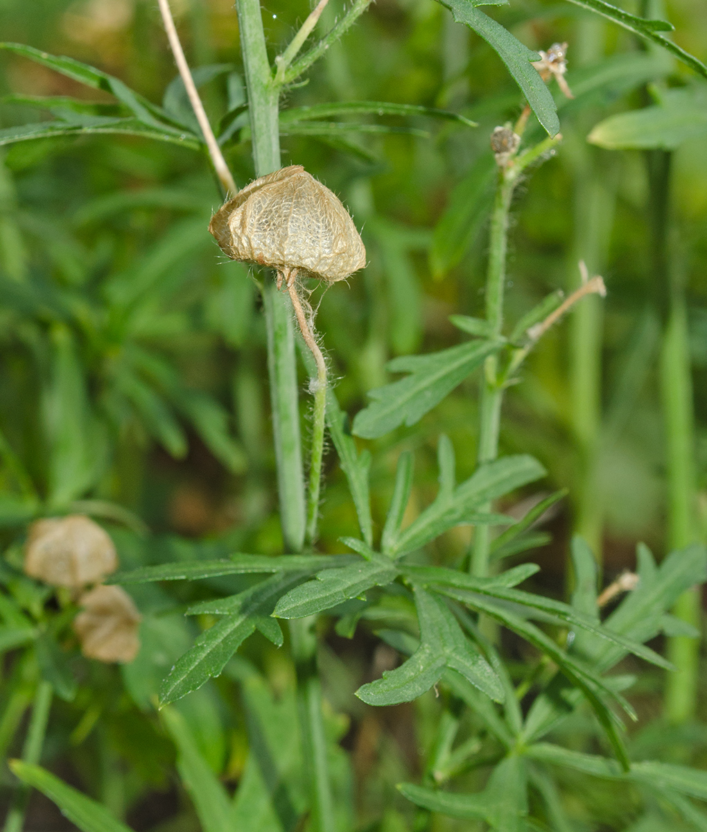 Изображение особи Malva moschata.