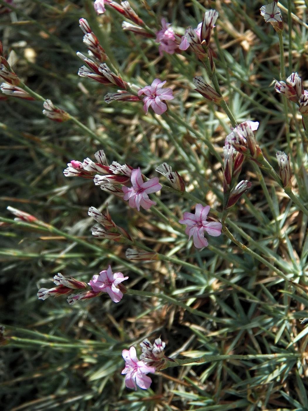 Image of Acantholimon tataricum specimen.