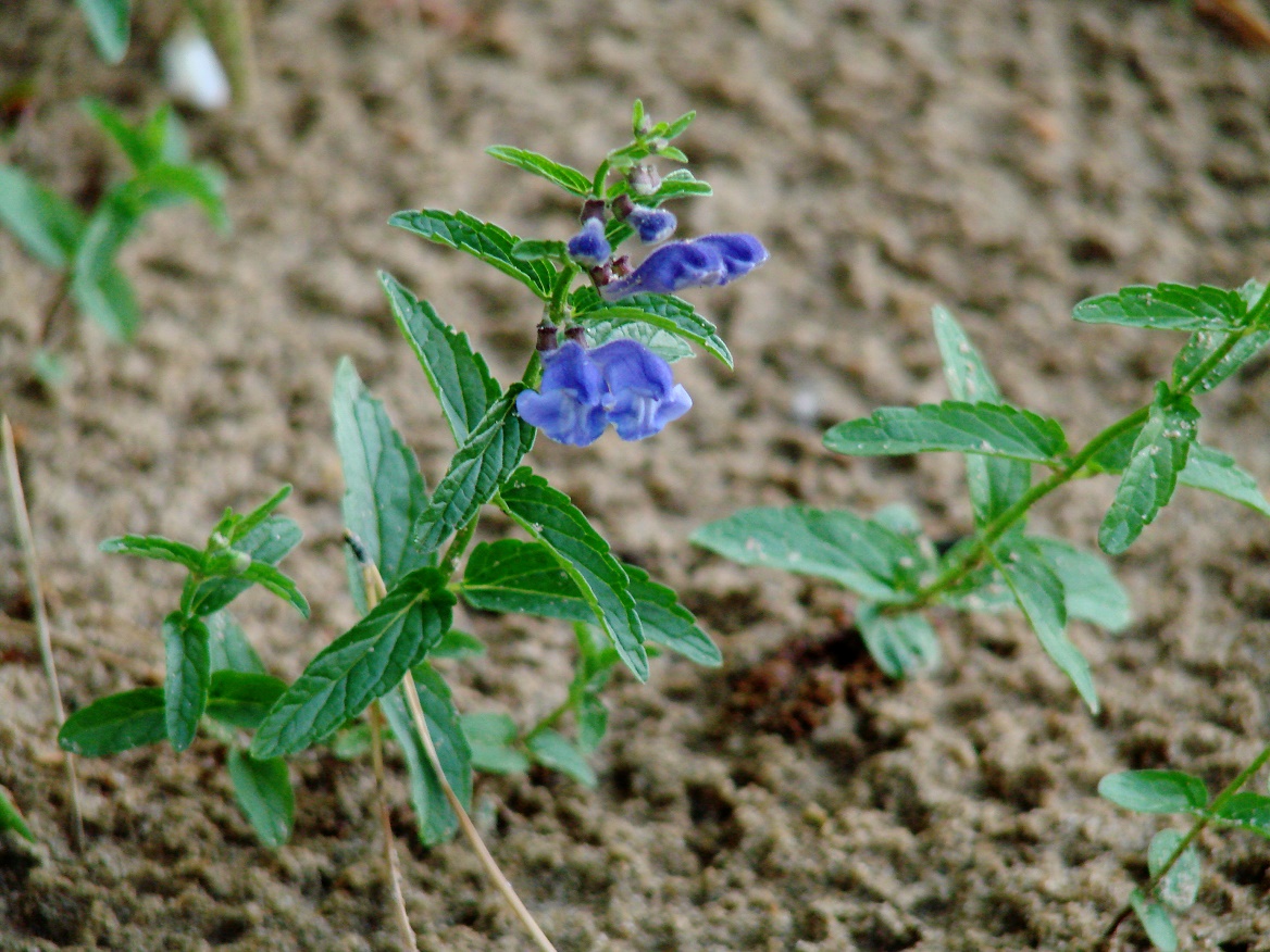 Image of Scutellaria scordiifolia specimen.