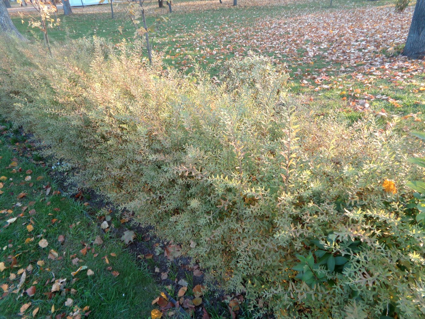 Image of Spiraea &times; cinerea specimen.