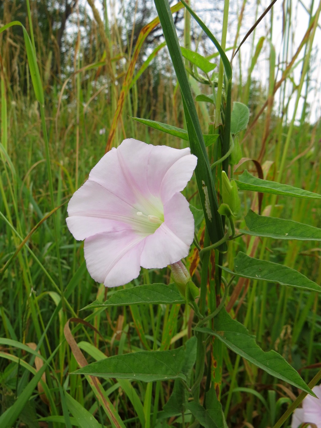 Image of Calystegia dahurica specimen.