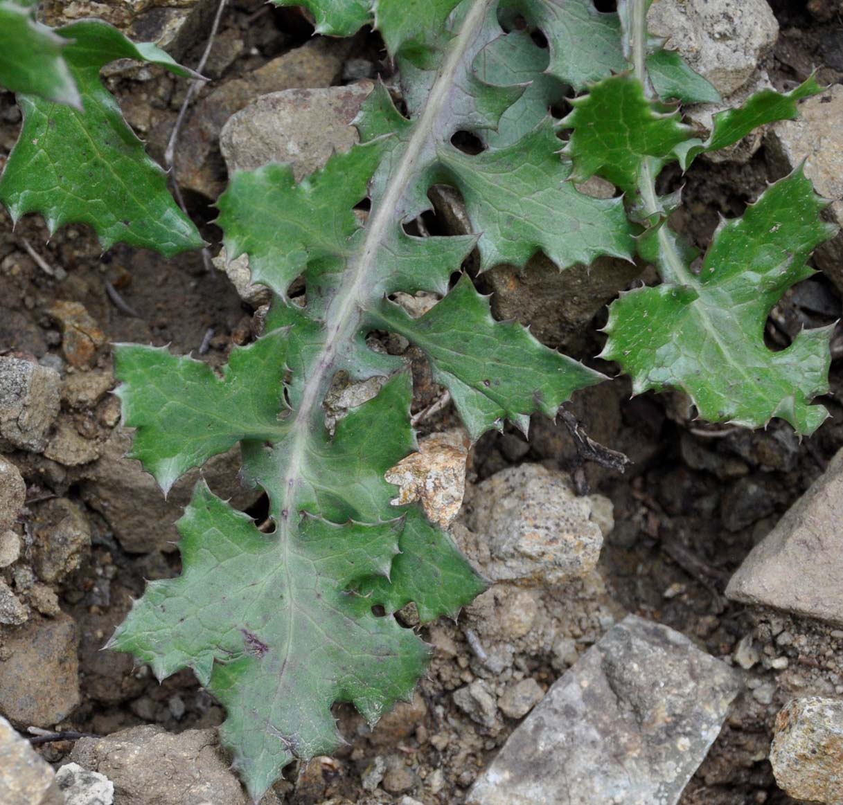 Image of genus Sonchus specimen.