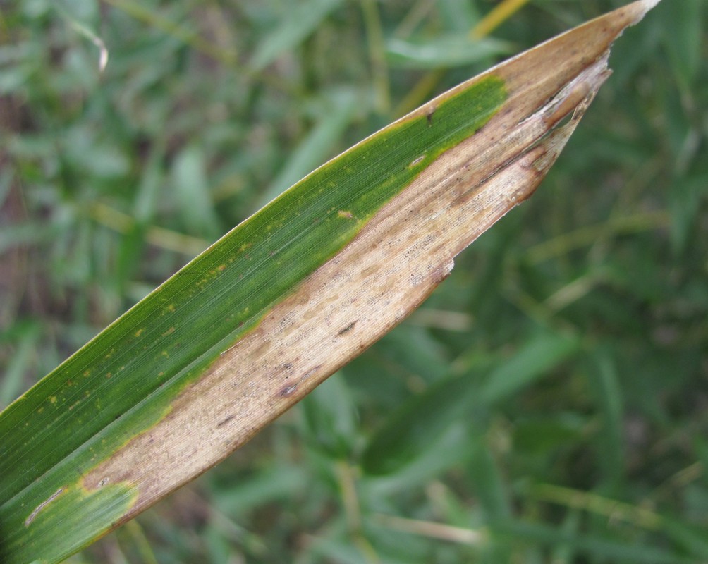 Image of Pseudosasa japonica specimen.