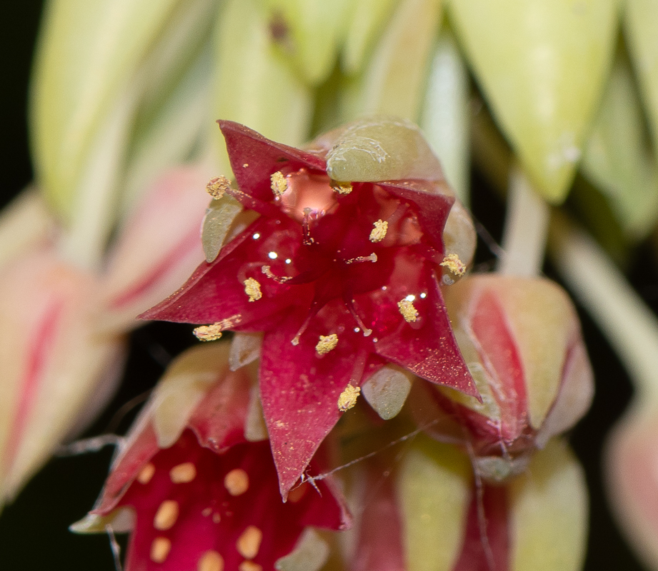 Image of Sedum morganianum specimen.