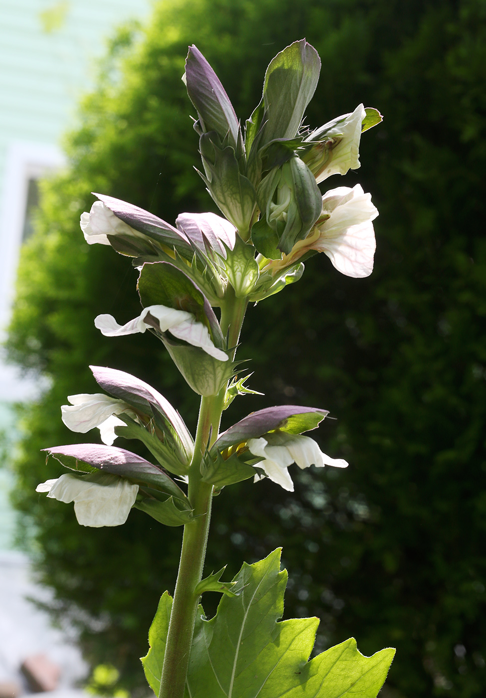 Изображение особи Acanthus mollis.