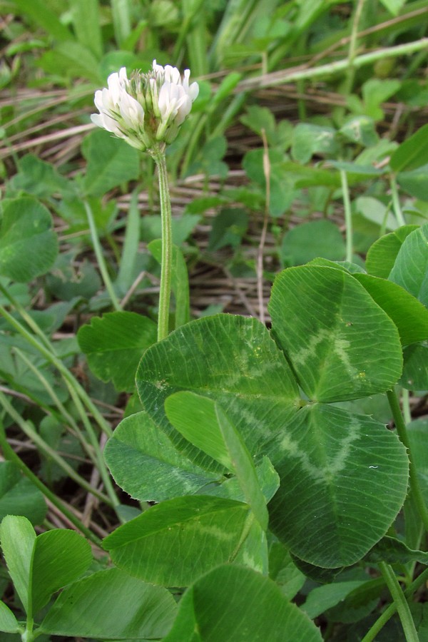 Image of Trifolium repens specimen.