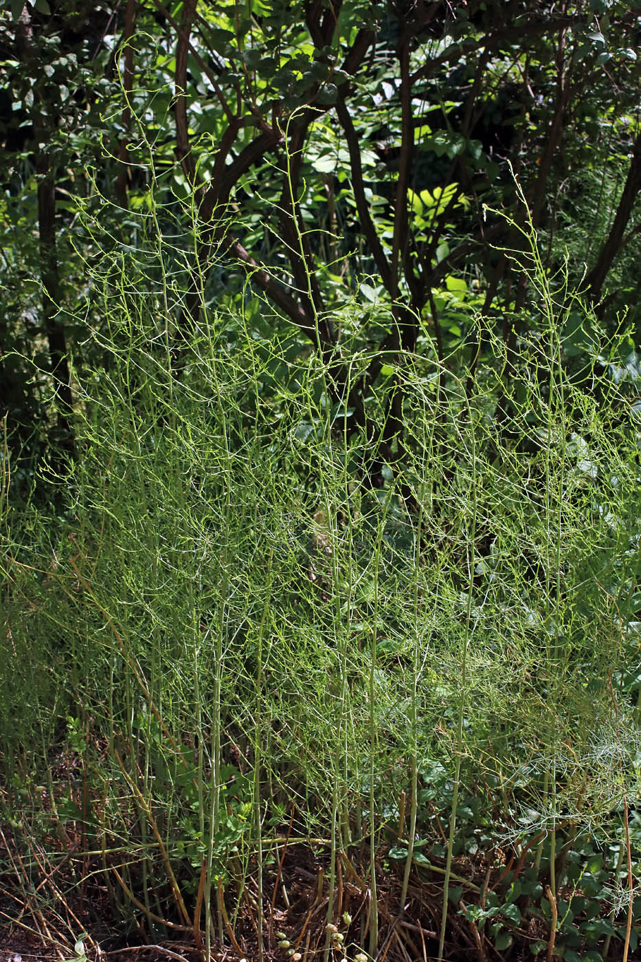 Изображение особи Asparagus brachyphyllus.