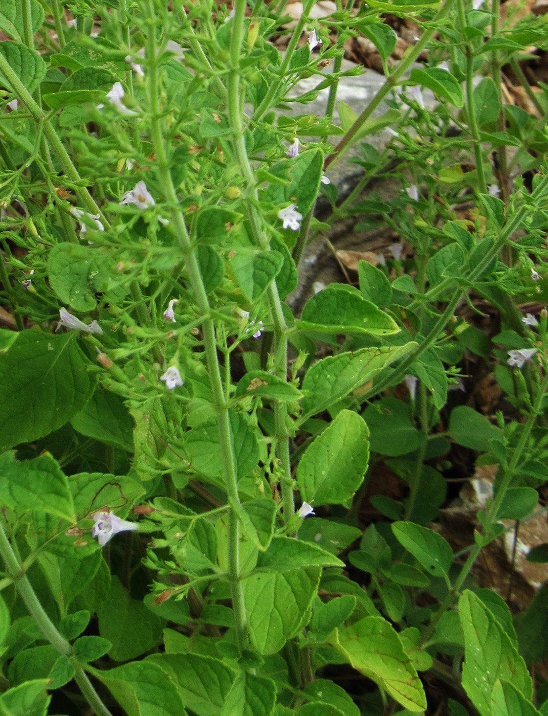 Изображение особи Clinopodium nepeta.