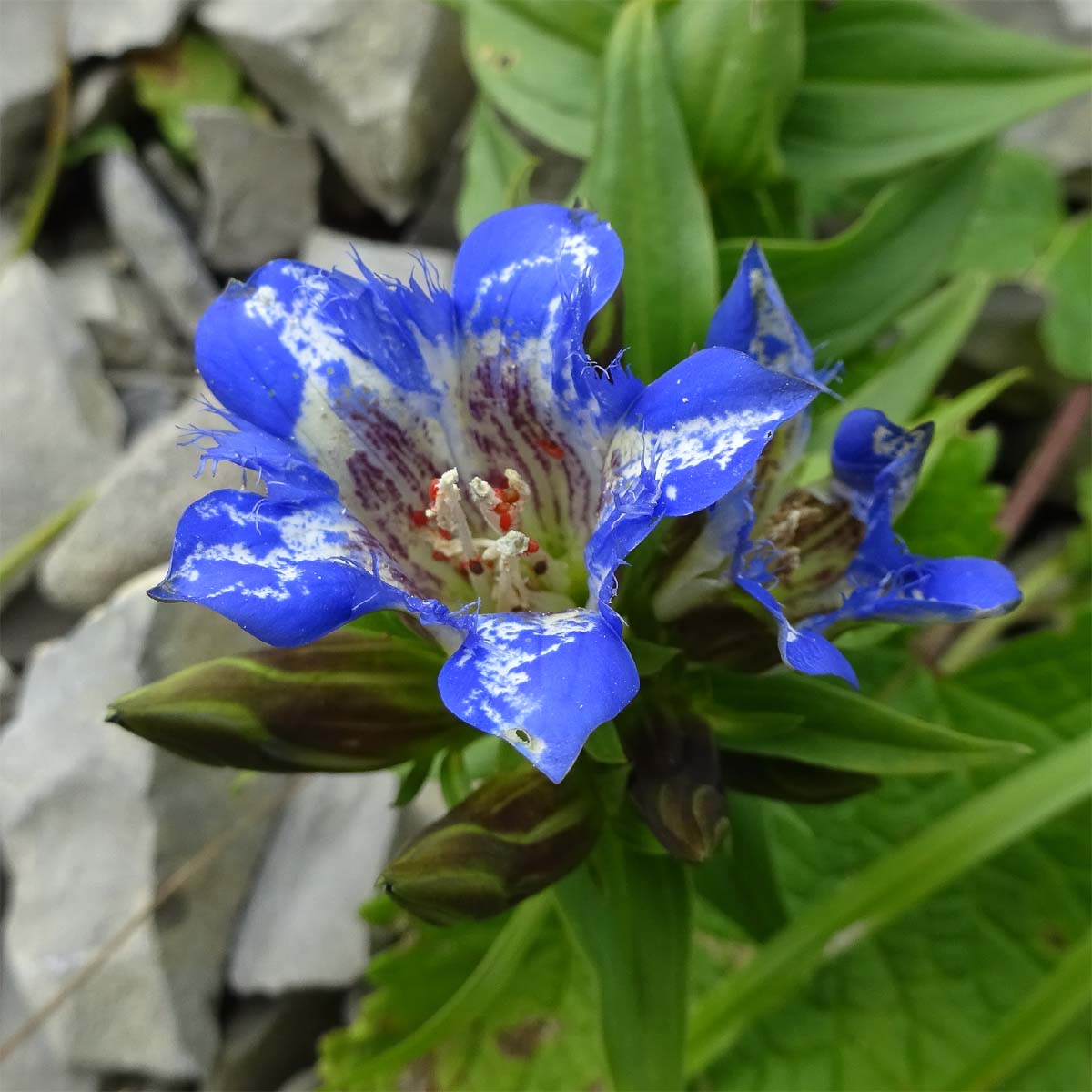 Image of Gentiana septemfida specimen.