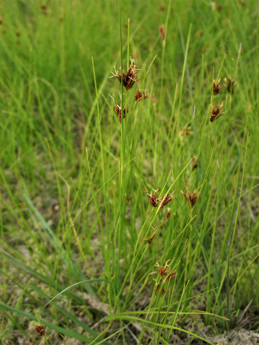 Image of Rhynchospora fusca specimen.