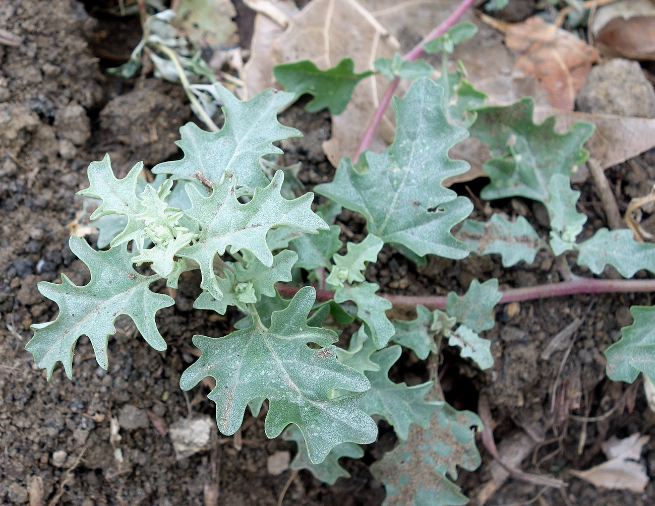 Image of Atriplex tatarica specimen.