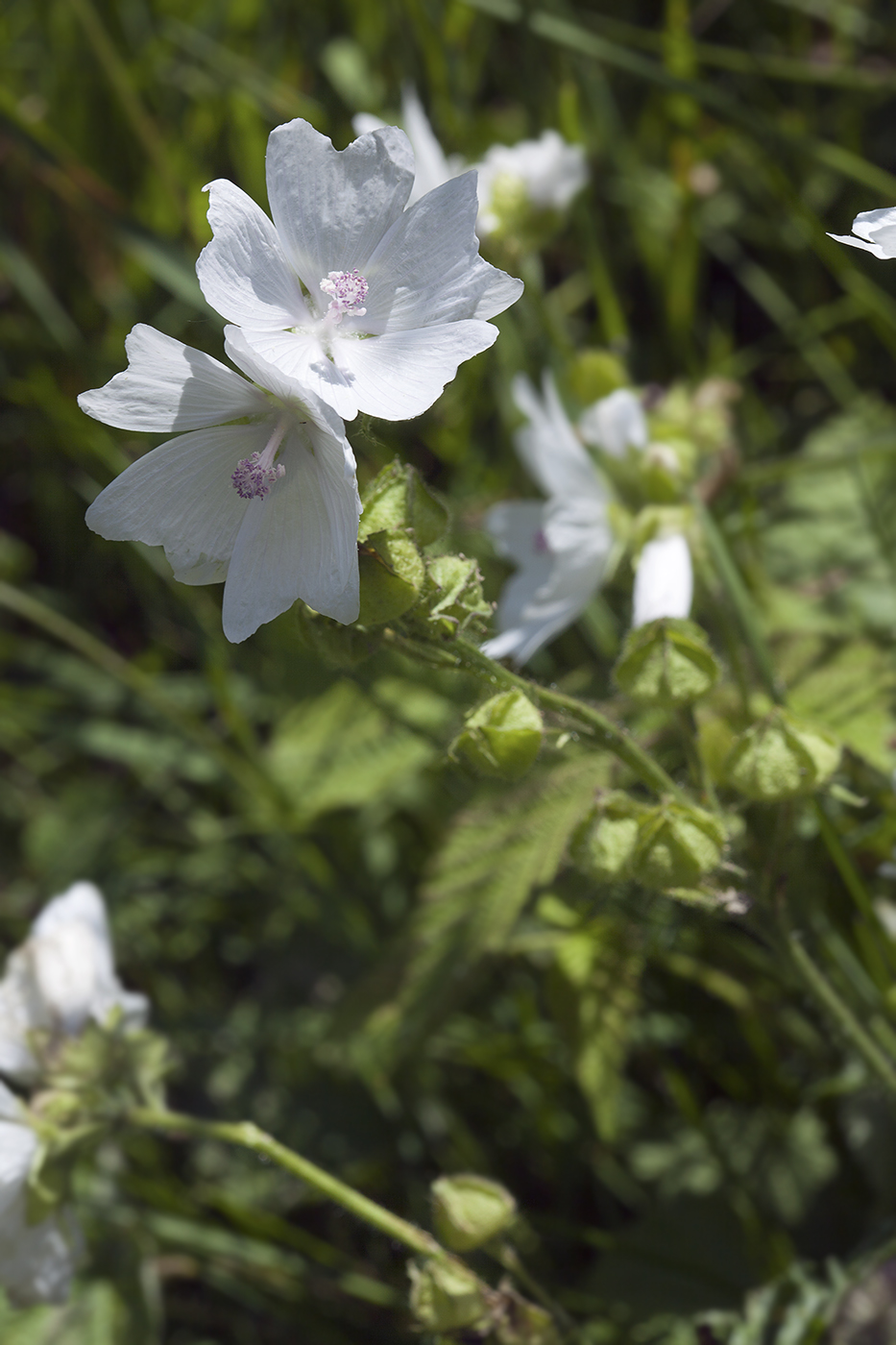 Image of Malva moschata specimen.