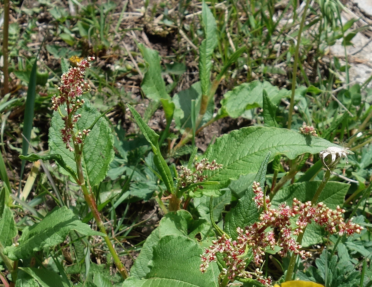 Изображение особи Aconogonon songaricum.