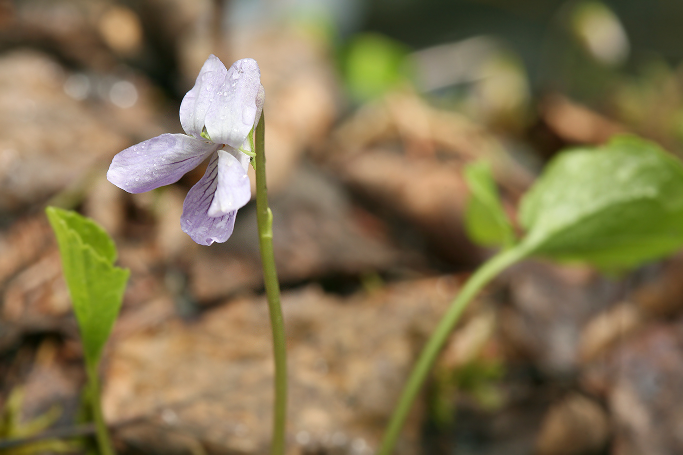 Image of Viola epipsila specimen.