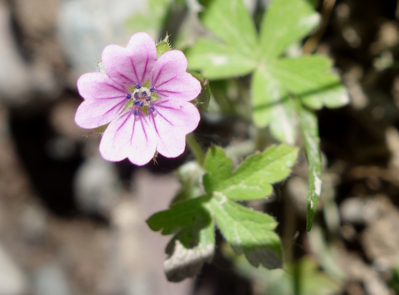 Image of Geranium divaricatum specimen.