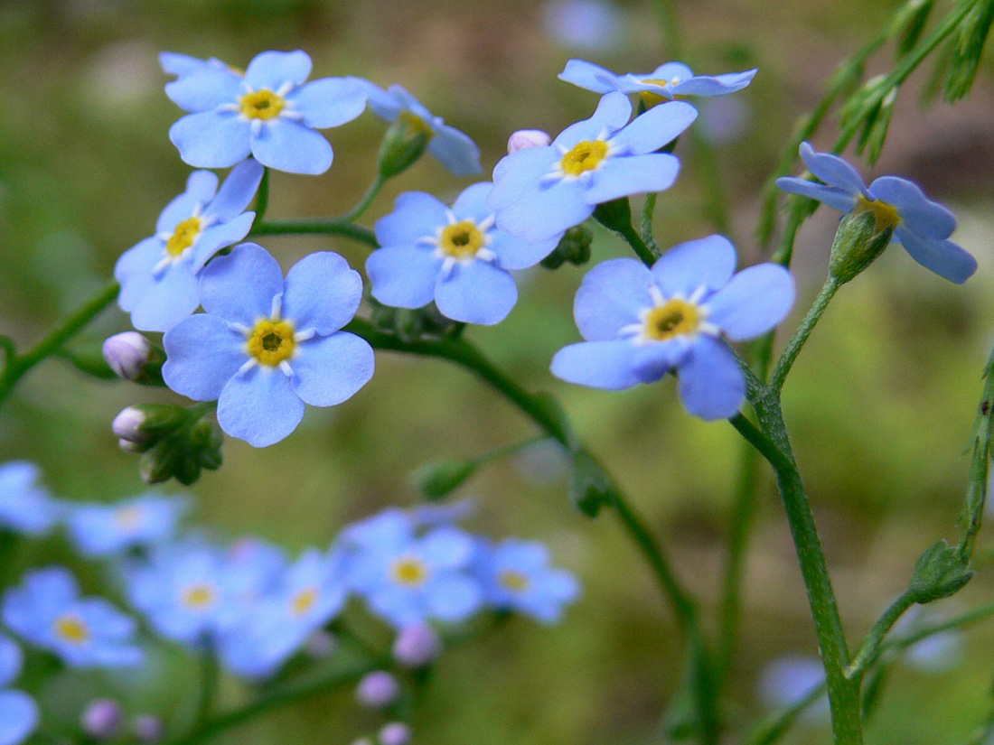 Изображение особи Myosotis palustris.