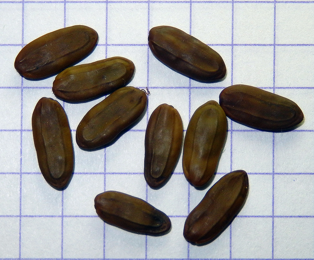 Image of Albizia julibrissin specimen.