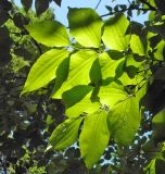 Heptacodium miconioides