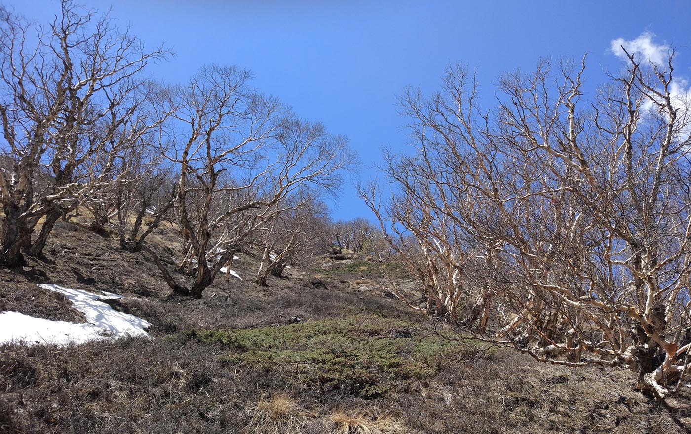 Image of Betula utilis specimen.