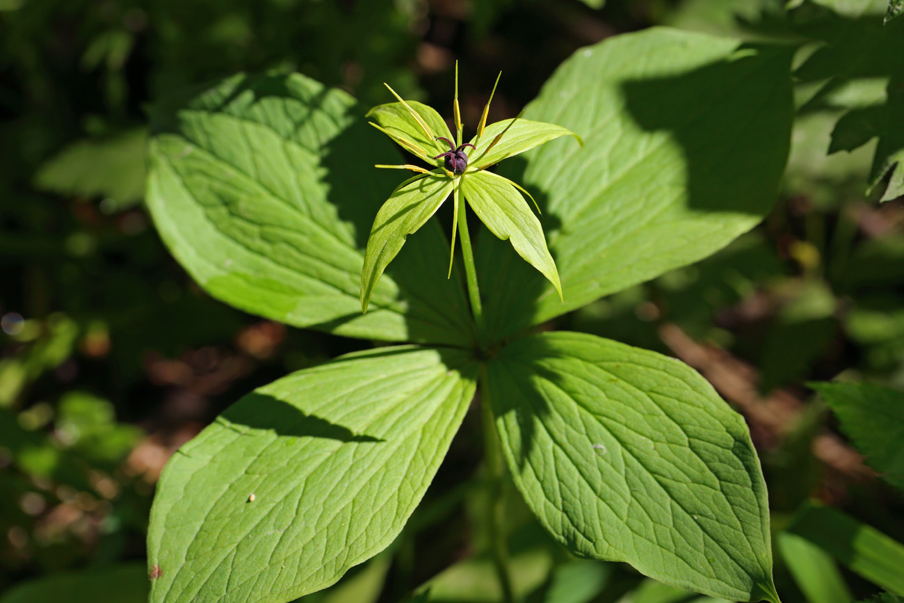 Изображение особи Paris quadrifolia.