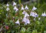 Linnaea borealis. Верхушки цветущих побегов (в сообществе с Vaccinium vitis-idaea). Карачаево-Черкесия, Карачаевский р-н, ущелье р. Мырды, выс. ≈ 2200 м н.у.м. 01.08.2019.