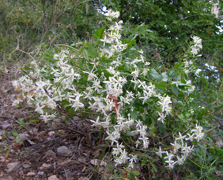 Image of Clematis flammula specimen.