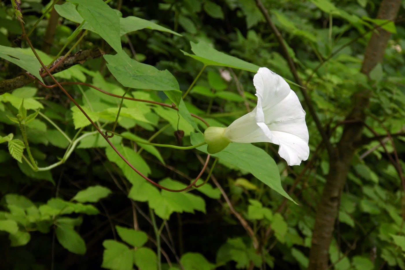 Image of Calystegia silvatica specimen.