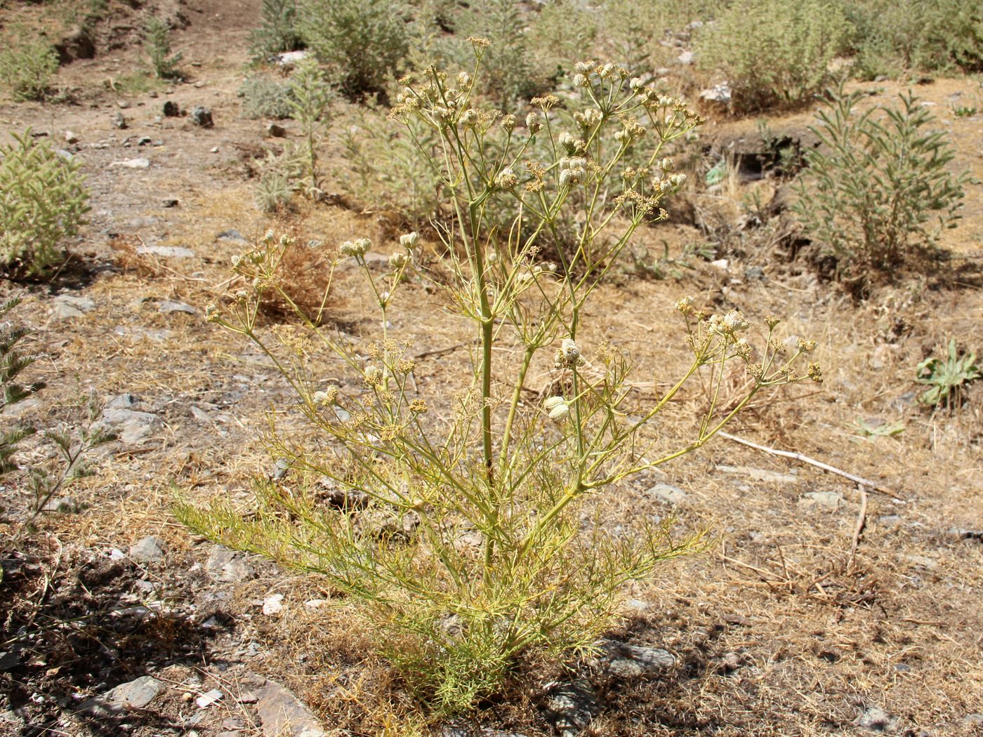 Image of Prangos fedtschenkoi specimen.