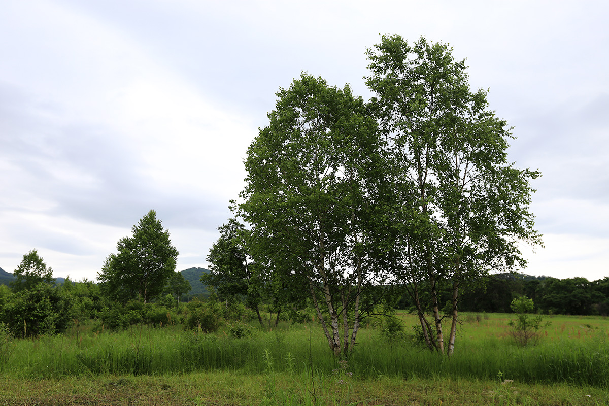 Изображение особи Betula platyphylla.