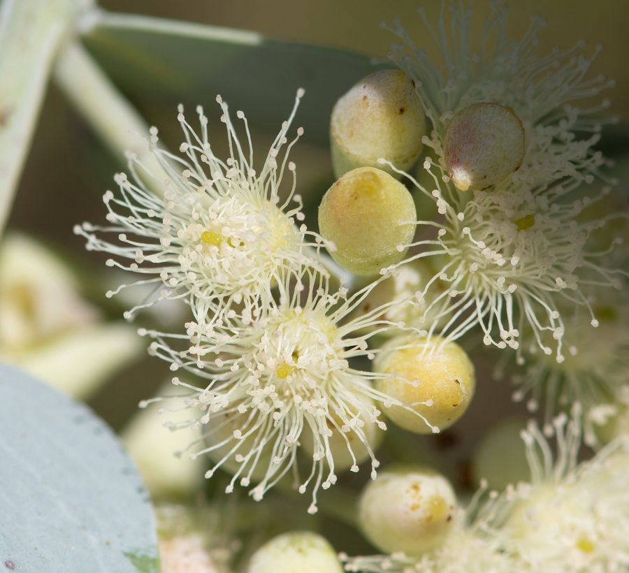 Image of Eucalyptus pruinosa specimen.