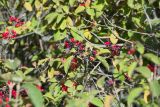 Viburnum lantana