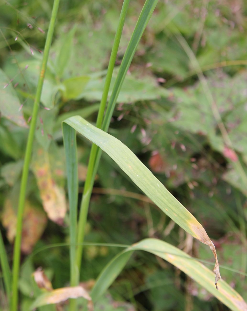 Image of Allium hymenorhizum specimen.