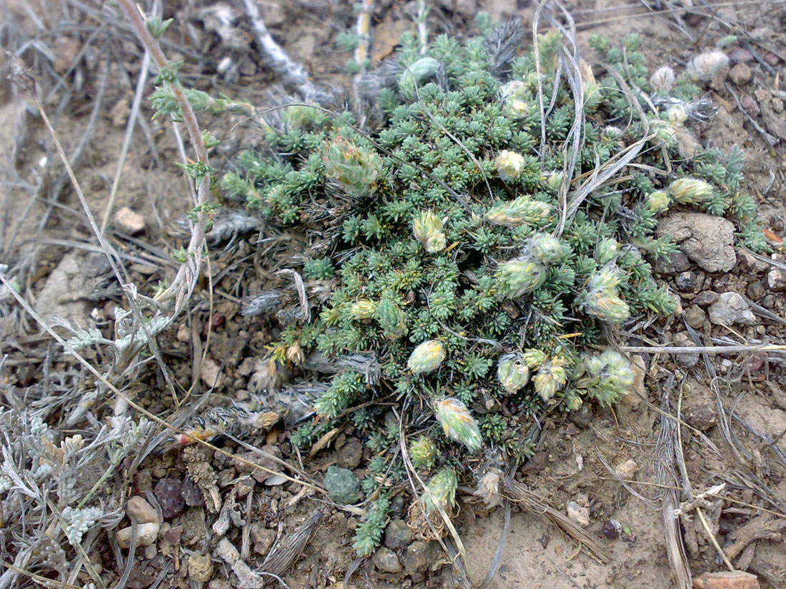 Изображение особи Camphorosma monspeliaca.